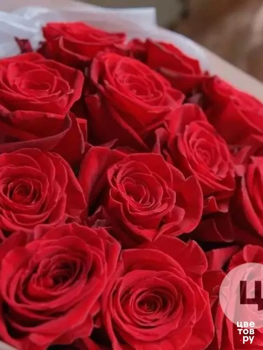 Красная крупная Роза 15 шт